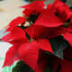 how-to-overwinter-poinsettia