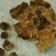 quick-guide-to-collecting-storing-hollyhock-seeds