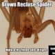 Notice the three distinct sets of eyes of a brown recluse spider.