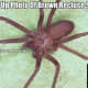 Here is a blown-up photo of a brown recluse spider. These spiders are almost never bigger than a U.S. quarter and most are smaller. 