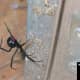 Black widow females like this large one can and will defend their egg sacs hanging in their webs. Spray the spider down with soapy water and crush it if possible to do so safely. Knock the web and egg sac down and wash away any signs of the web.