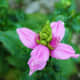 tips-for-growing-turtlehead