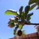 Remove dead fruit or partially eaten fruit.