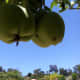 If a whole cluster of fruit shows signs of infestation, remove the whole cluster.