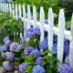 Mophead hydrangea