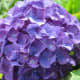 Purple hydrangea flower cluster.