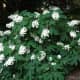 Oak leaf hydrangea
