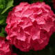 Red hydrangea flower cluster.