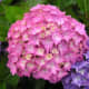 Pink hydrangea flower cluster.