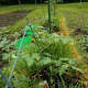 May 13 straw bale garden.