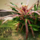 Here is an ornamental pineapple with pink leaves and pinkish red fruit.