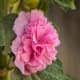 hollyhocks