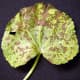 Anthracnose infected Hollyhock leaf.