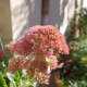 sedum-plant-types-care-and-propagation