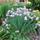 Another contribution from my sister-in-law. Chives are so easy to transplant and so gorgeous right after the tulips fade.