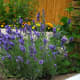 Lavender does not appreciate transplanting and is difficult to start from seed. An economical way to get this plant is in a 3" pot.
