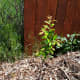 This plum arrived in the same batch as the cherry but is looking much better.
