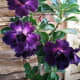 adenium-plants