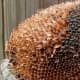 how-to-care-for-sunflowers