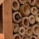 Encourage carpenter bees to nest in your yard by installing (or building) a carpenter bee house.