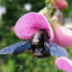 Carpenter bees are much larger than honey bees.
