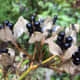 Don't eat these blackberry look-alikes. The seed pods of a blackberry lily resemble ripe blackberries, but they are not edible.
