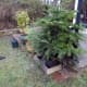 Christmas tree in front of the decking with water tray protected by a simple boxed frame, from potential damage by the lawnmower's blades.
