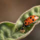 Ladybugs are the most widely-recognized beneficial insects.  They will eat approximately 40-50 aphids in an hour, along with beetle grubs, scales, spider mites, whiteflies and other soft-bodied insects.