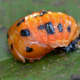 In the pupa stage, which is next, the ladybug is usually yellow or orange with black markings. This stage lasts from three to 12 days, during which the ladybug remains still and attached to a leaf.