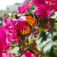 Monarch butterfly in my bougainvillea