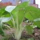 Pak choy can be added to salads or stew. It is an easy edible plant to care for. 