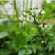 easy-to-grow-vegetables-in-containers