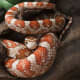 Corn snake.