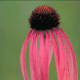 Echinacea is also known as American Cone Flower, Black Sampson or Black Susans