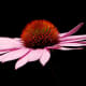 Echinacea is a non-toxic herb that is widely revered and used for its immune-stimulating and antibiotic properties.