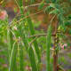 Moringa pods containing seeds on a Moringa tree.