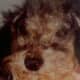 Misery for the dog and cat and a true health hazard that can result in the animal's death.