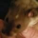 Rumi belongs to my husband and me. He is very energetic and vibrates with energy. He also licks a lot.