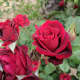 the-meaning-of-roses