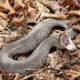 A photo of the Cottonmouth snake, by Greg Schechter.