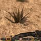 Harvesting Yucca