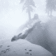 The next map is in the middle of this fallen tree, that acts as a bridge to the island.