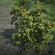 This is a Raspberry bush. Blackberry bushes look very similar.