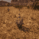 Desert Sage, like the first game this can be found out in Gaptooth Ridge.