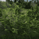 Evergreen Huckleberry