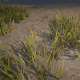 Common Bulrush
