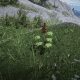 Alaskan Ginseng