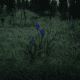 Violet Snowdrop