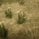 Wild Feverfew. Not as plentiful as I remember it being in Red Dead Redemption 1. You can still find it outside of Armadillo.