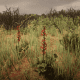 Red Sage. Can be found in the Rio Bravo area.